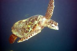 Hawksbill Turtle. Sometimes the best way to see the best ... by Grant Kennedy 